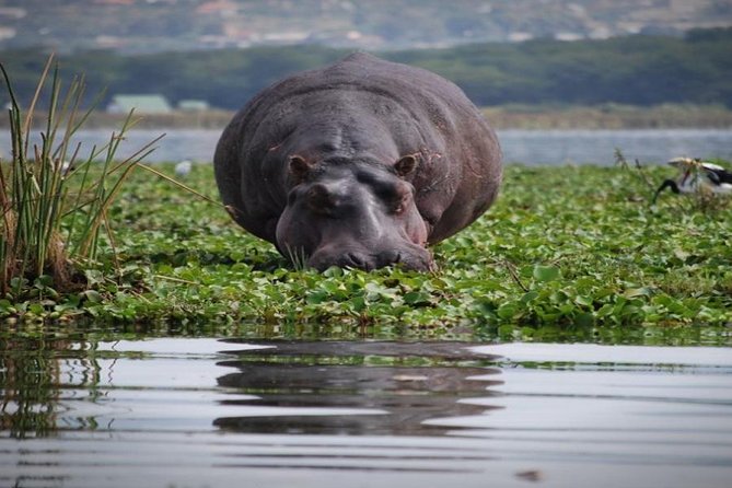 Day Tour To Mount Longonot Park From Nairobi - Mount Longonot Hike: What Medium Fitness Really Means