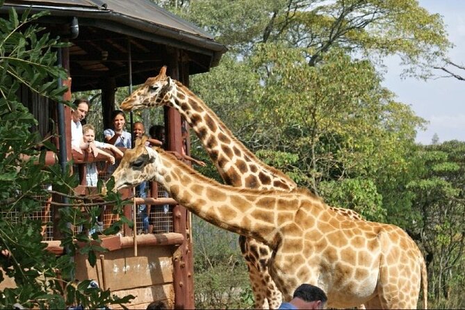 Day Tour to Nairobi National Park and Giraffe Center - Nairobi National Park inside a capital city: what makes it special
