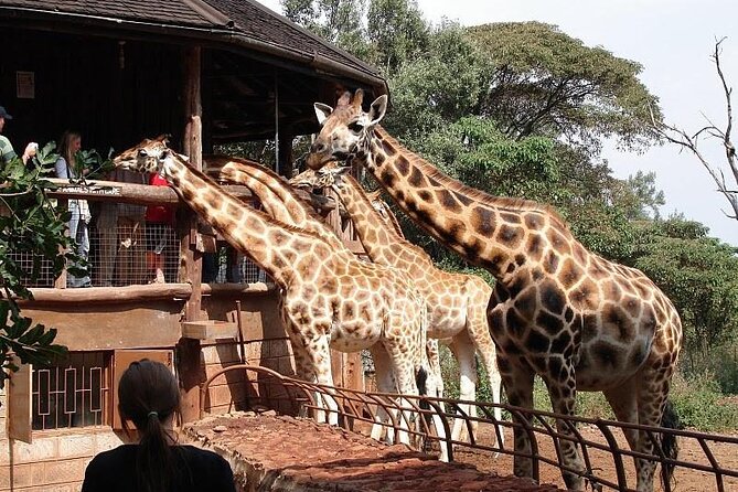 Day Tour to Nairobi National Park and Giraffe Center - Who this tour suits best (and who should reconsider)
