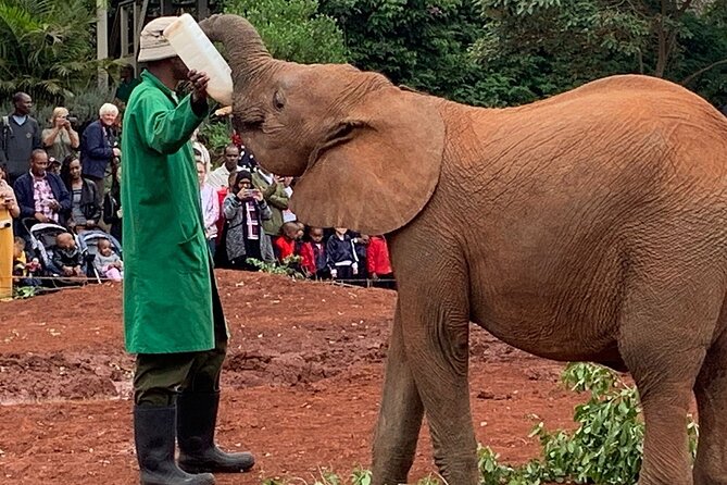 Day Tour to Nairobi national park, Elephants, and Giraffe Center - Sheldrick Wildlife Trust Nursery and the elephant work