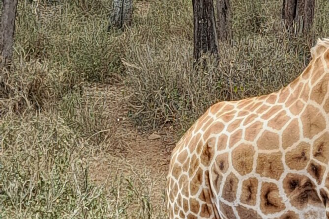 Day Tour to Nairobi national park, Elephants, and Giraffe Center - Lunch time, and who pays