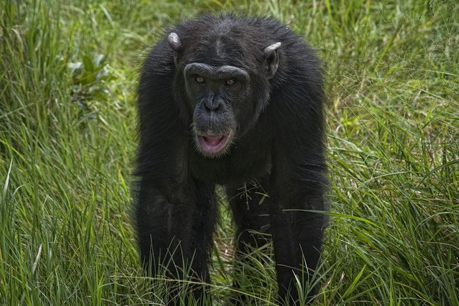 Day Tour to Ol Pejeta Conservancy - Serena Sweet Waters lodge break, lunch, and the watering hole show