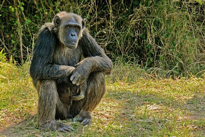 Day Tour to Ol Pejeta Conservancy - How good are the animal sightings really?