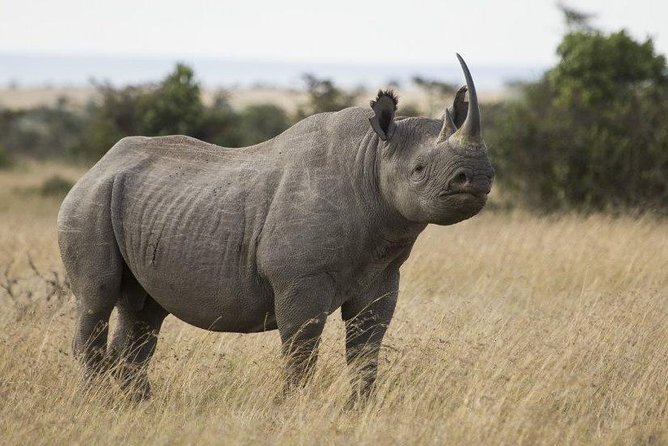 Day Tour to Ol Pejeta Conservancy - Who this tour fits best (and who should look elsewhere)