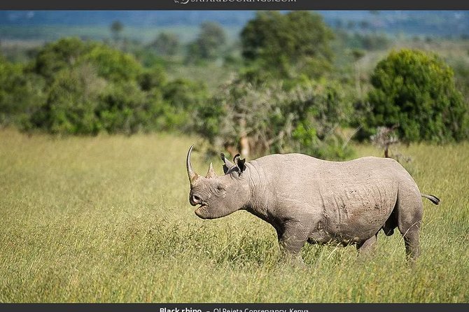 Day Tour to Ol Pejeta Conservancy - Morning game drive on Ol Pejeta’s northern side
