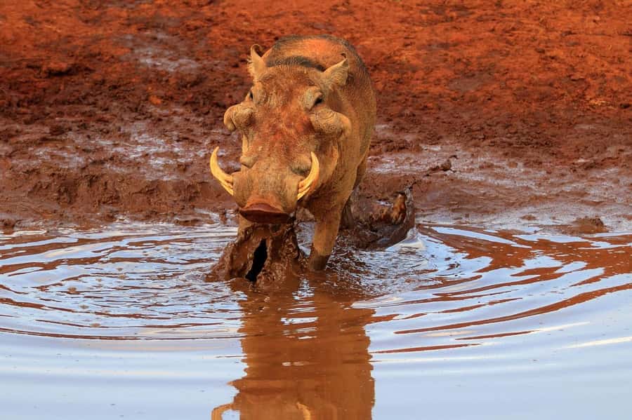 Day tour to Tsavo East National Park from Malindi/ Watamu - Loop-side swamps and the pipeline area for elephants