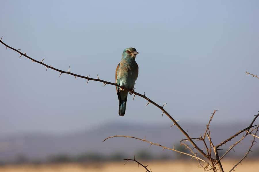 Day tour to Tsavo East National Park from Malindi/ Watamu - Price and value: is $389 per person worth it?
