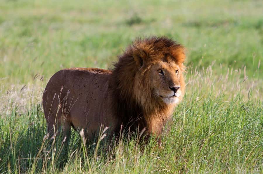 DAY TOUR TO TSAVO EAST NATIONAL PARK FROM MOMBASA/DIANI - Key Things I’d Watch For Before You Go