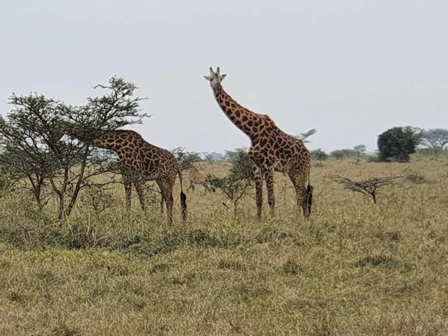 DAY TOUR TO TSAVO EAST NATIONAL PARK FROM MOMBASA/DIANI - Morning Start: Pickups From Mombasa, Diani Beach, or Kilindini