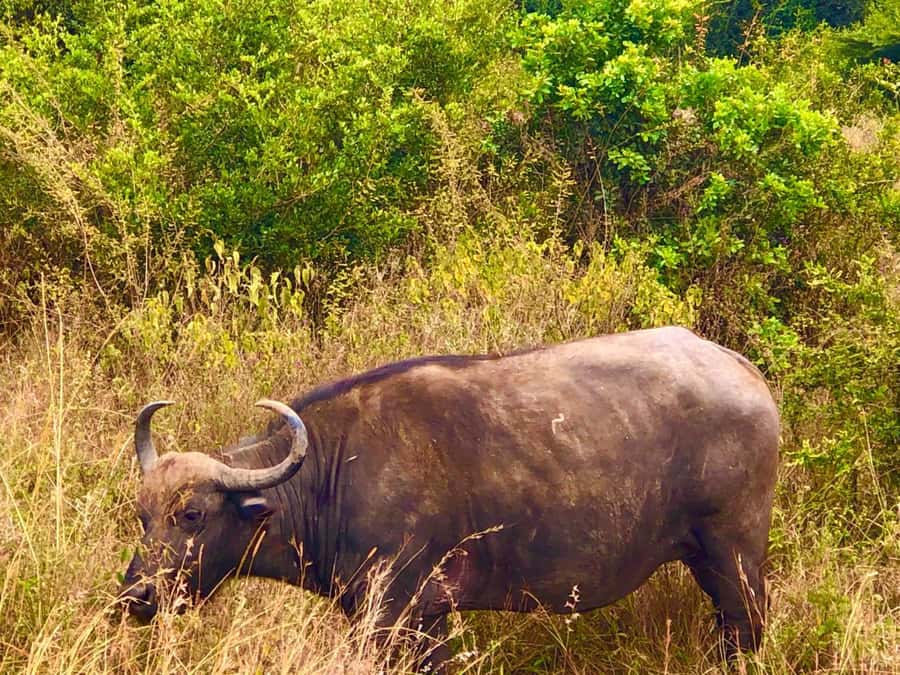 DAY TOUR TO TSAVO EAST NATIONAL PARK FROM MOMBASA/DIANI - Entering Tsavo East via Bachuma Gate: First Game Drive Payoff