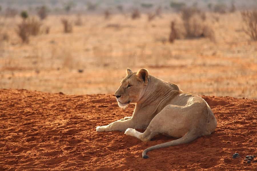 DAY TOUR TO TSAVO EAST NATIONAL PARK FROM MOMBASA/DIANI - Lunch Inside the Park: Eat Well, Then Get Back Out