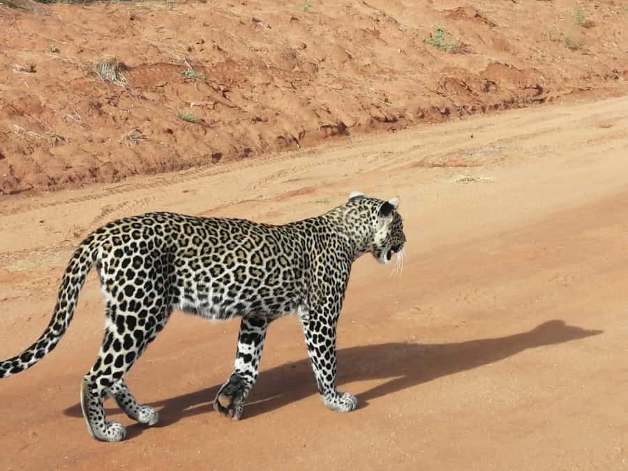 DAY TOUR TO TSAVO EAST NATIONAL PARK FROM MOMBASA/DIANI - The Van and the Pop-Up Roof: Why Transport Affects Your Safari