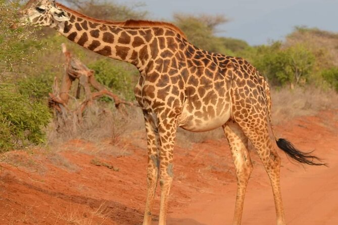 Day Tour to Tsavo East National Park from Mombasa or Diani - The Early Pickup, and Why It Matters More Than You Think
