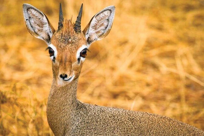 Day Tour to Tsavo East National Park from Mombasa or Diani - Aruba Dam Stop: Water, Animals, and Dry Season Timing