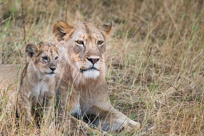 Day Tour to Tsavo East National Park from Mombasa or Diani - Lunch at Voi Safari Lodge, Built Into the Safari Day