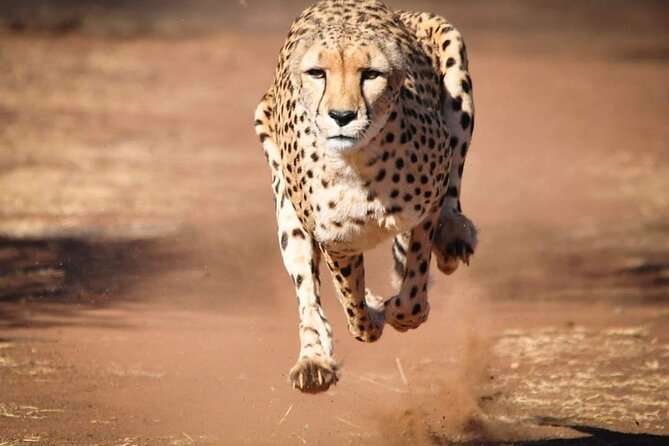 Day Tour to Tsavo East National Park from Mombasa or Diani - The Afternoon Game Drive in Kenya’s Largest Park