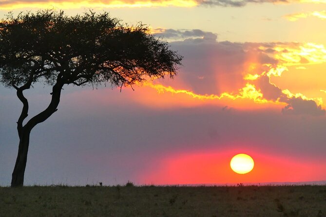 Day Tour to Tsavo East National Park from Mombasa or Diani - Guides Who Actually Spot Wildlife, Not Just Know Names