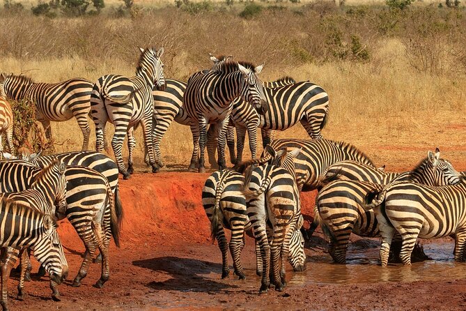 Day Tour to Tsavo East National Park from Mombasa or Diani - Price and Value: What $280 Covers (and What It Does Not)