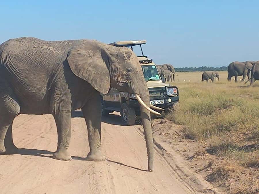 DAY TRIP AMBOSELI NATIONAL PARK FROM NAIROBI BUDGET SAFARI. - Key Points Before You Go