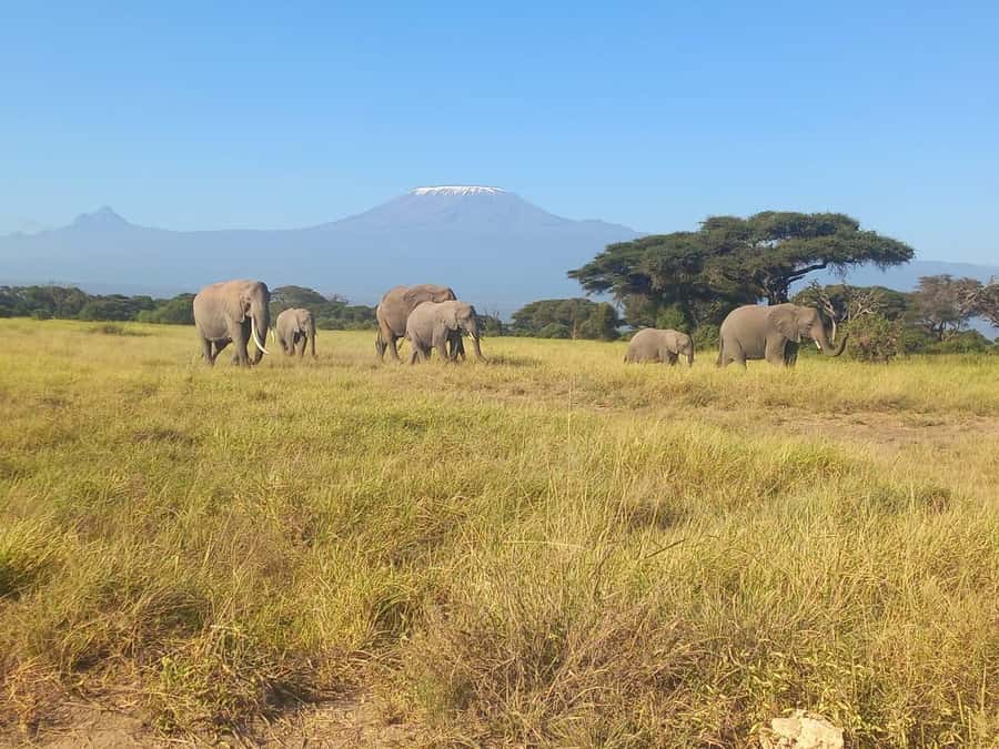 DAY TRIP AMBOSELI NATIONAL PARK FROM NAIROBI BUDGET SAFARI. - Should You Book This Nairobi to Amboseli Day Trip?