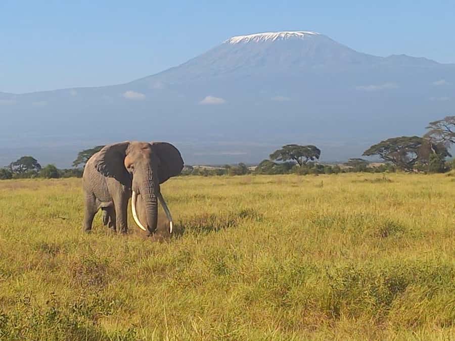 DAY TRIP AMBOSELI NATIONAL PARK FROM NAIROBI BUDGET SAFARI. - Morning Pickup In Nairobi, Then South Into Elephant Country
