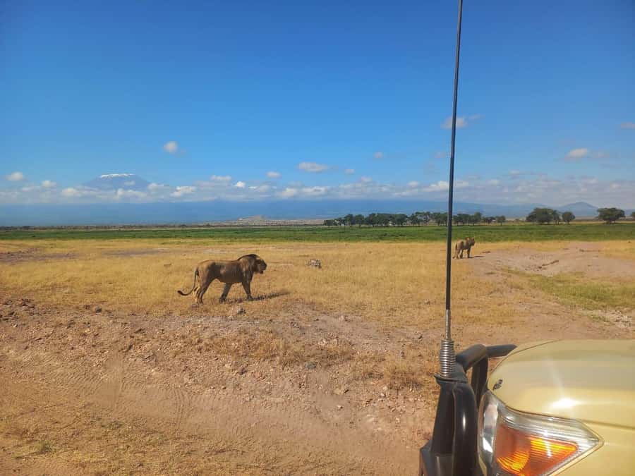 DAY TRIP AMBOSELI NATIONAL PARK FROM NAIROBI BUDGET SAFARI. - Kilimanjaro Views and Photo Stops That Make the Whole Day Feel Bigger