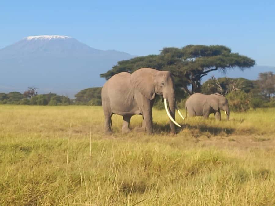 DAY TRIP AMBOSELI NATIONAL PARK FROM NAIROBI BUDGET SAFARI. - Picnic Break and Why This Tour Uses the Midday Slot Well