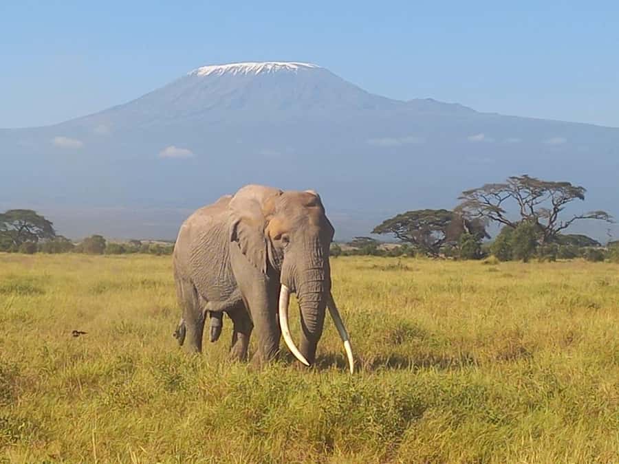 DAY TRIP AMBOSELI NATIONAL PARK FROM NAIROBI BUDGET SAFARI. - Masai Village Visit: Manyatta Life, Songs, Dances, and Beadwork