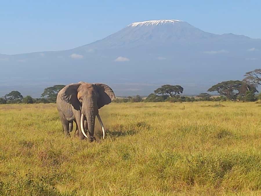 DAY TRIP AMBOSELI NATIONAL PARK FROM NAIROBI BUDGET SAFARI. - What’s Included in the $170 Price, and What Costs Extra