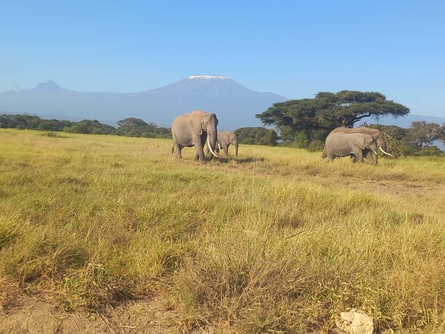 DAY TRIP AMBOSELI NATIONAL PARK FROM NAIROBI BUDGET SAFARI. - Practical Tips to Make Your Day Smoother