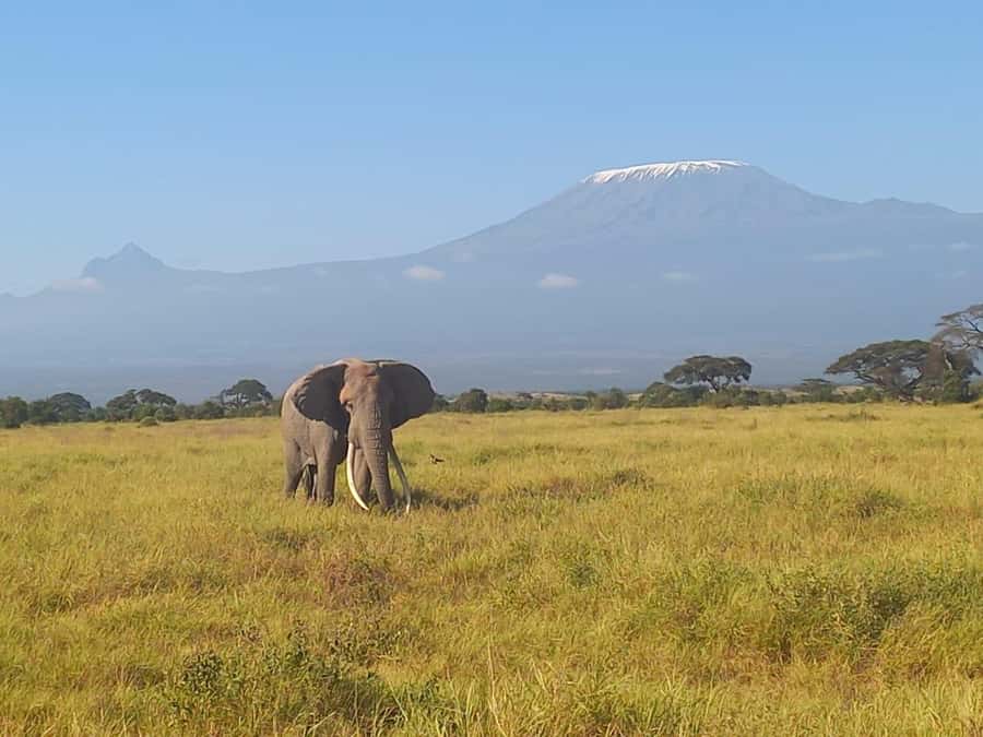 DAY TRIP AMBOSELI NATIONAL PARK FROM NAIROBI BUDGET SAFARI. - Game Drive In Amboseli: Elephants, Lions, Zebras, and More