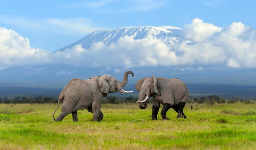 Day Trip: Amboseli National Park & Maasai Village – Nairobi - Key Things to Know Before You Go