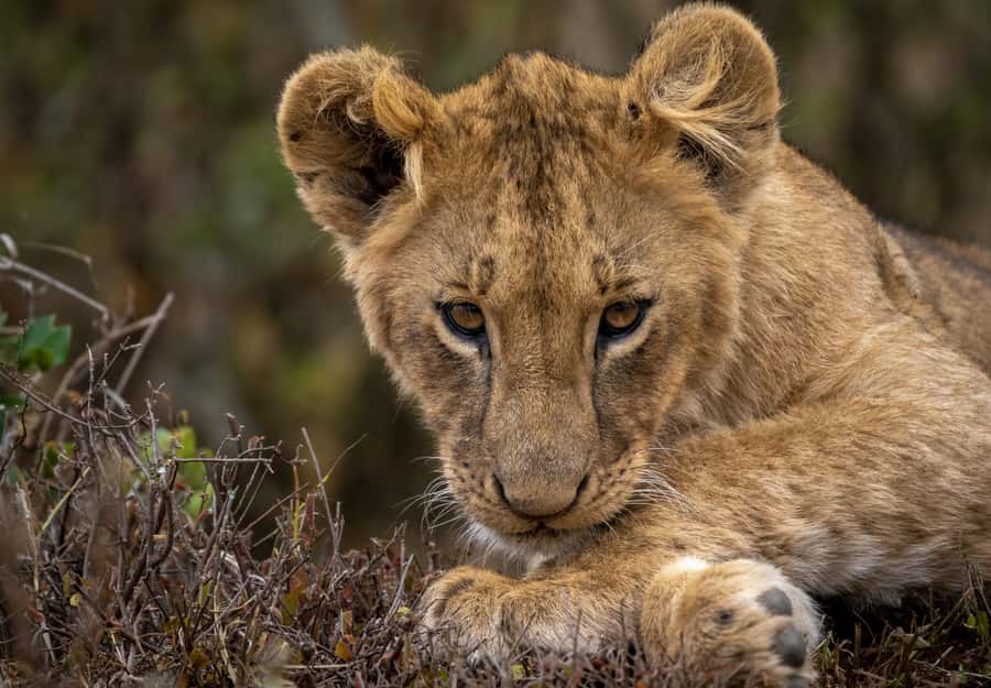 Day Trip: Amboseli National Park & Maasai Village – Nairobi - The Nairobi-to-Amboseli Drive: How the Road Sets Your Expectations