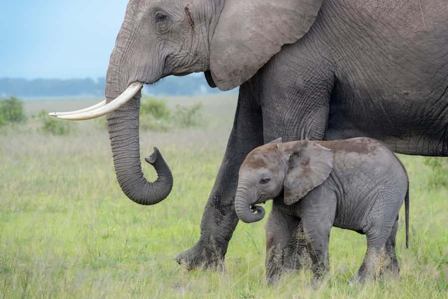 Day Trip: Amboseli National Park & Maasai Village – Nairobi - Game Drive From a Pop-Up Roof 4x4: How to Actually Spot Animals