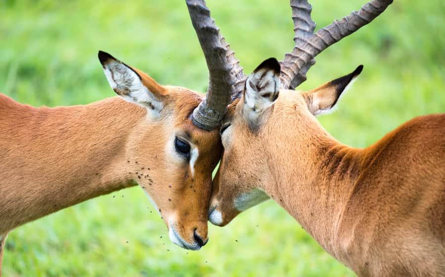 Day Trip: Amboseli National Park & Maasai Village – Nairobi - Price and Fees: What $100 Buys, and What Costs Extra