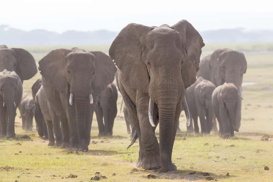 Day Trip: Amboseli National Park & Maasai Village – Nairobi - Who Should Book This Day Trip (and Who Might Want a Different Plan)
