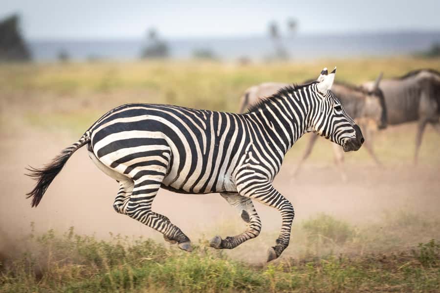 Day Trip: Amboseli National Park & Maasai Village – Nairobi - Arrival at Amboseli National Park: Mountains and Wildlife Together