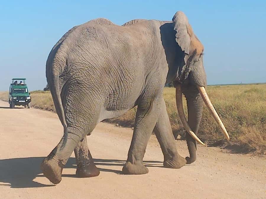 DAY TRIP AMBOSELI PARK FROM NAIROBI AND MASAI VILLAGE. - The Game Drive at Amboseli: Elephants, Predators, and Timing