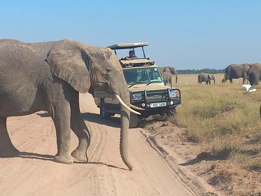 DAY TRIP AMBOSELI PARK FROM NAIROBI AND MASAI VILLAGE. - Midday Break and Lunch: Don’t Rush Your Eyes