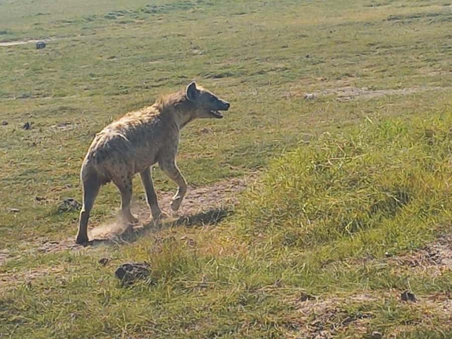 DAY TRIP AMBOSELI PARK FROM NAIROBI AND MASAI VILLAGE. - Kilimanjaro Photo Stop Time: How to Get Views Without Wasting Hours