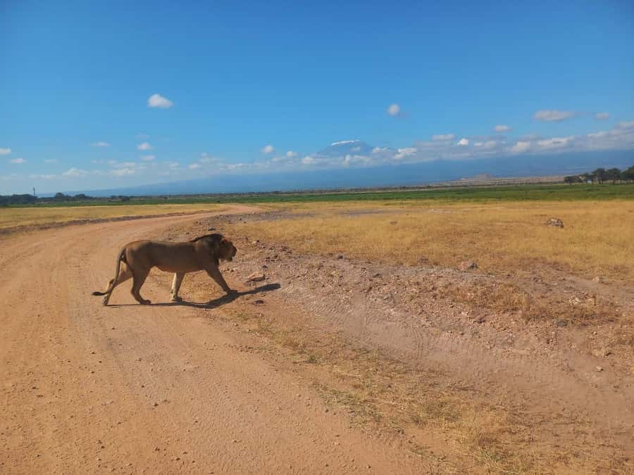 DAY TRIP AMBOSELI PARK FROM NAIROBI AND MASAI VILLAGE. - Masai Village in 1.5 Hours: Culture, Crafts, and the Pace Check