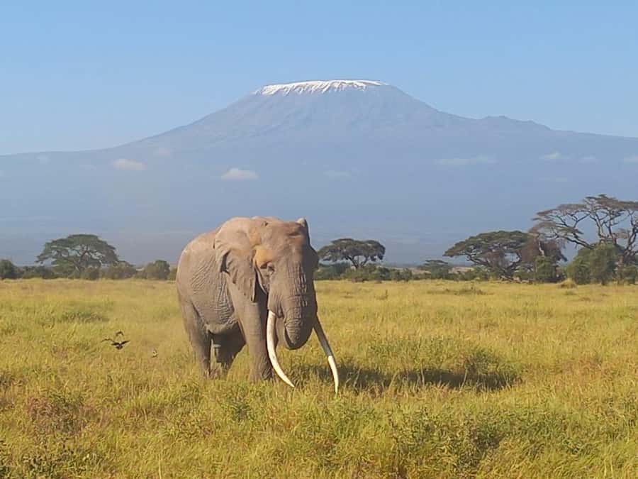 DAY TRIP AMBOSELI PARK FROM NAIROBI AND MASAI VILLAGE. - The 4-Hour Nairobi Drive: When the Journey Sets the Mood
