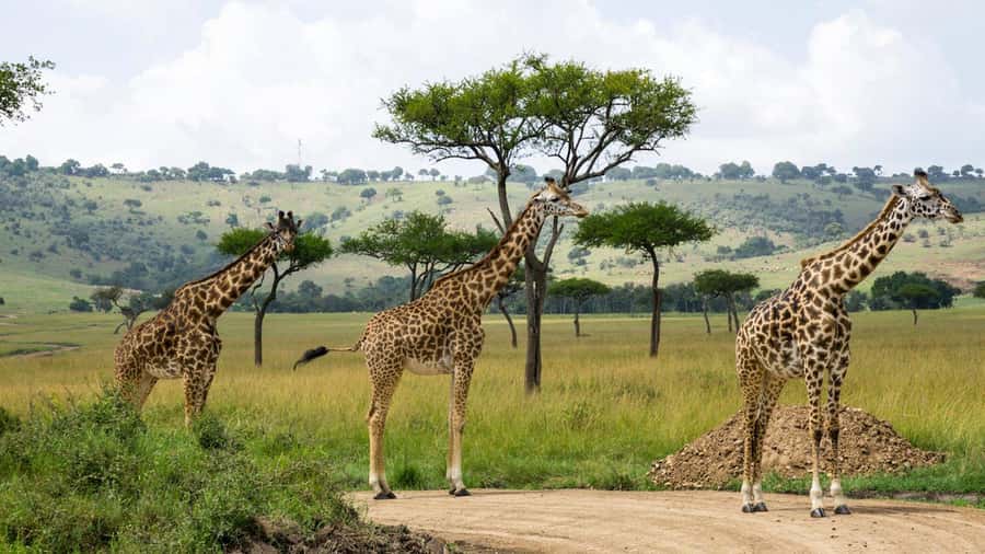 Day Trip: Hell's Gate Bike Ride & Lake Naivasha Boat Ride - Who this trip is perfect for, and who should rethink it