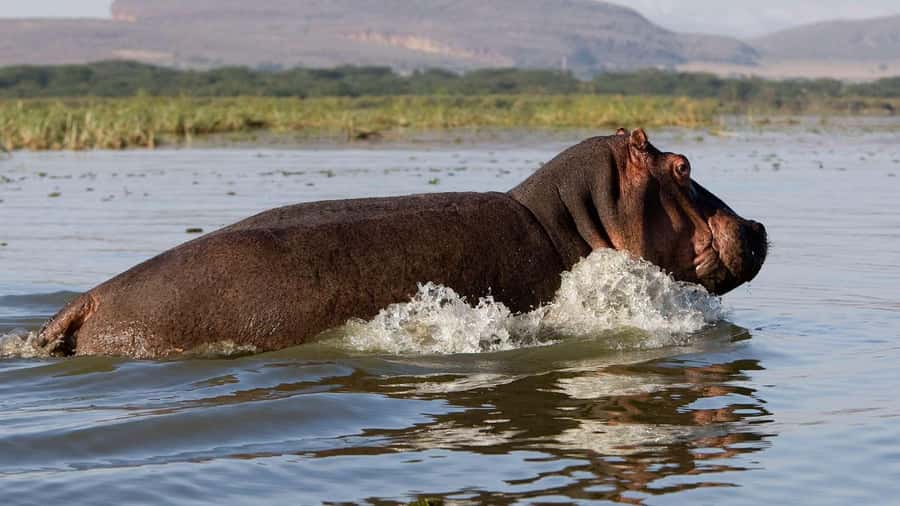 Day Trip: Hell's Gate Bike Ride & Lake Naivasha Boat Ride - The Nairobi drive that actually sets up your day