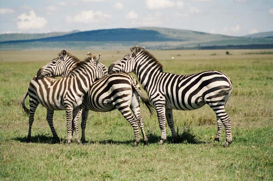 Day Trip: Hell's Gate Bike Ride & Lake Naivasha Boat Ride - Getting into Hell’s Gate National Park, rules first, then freedom