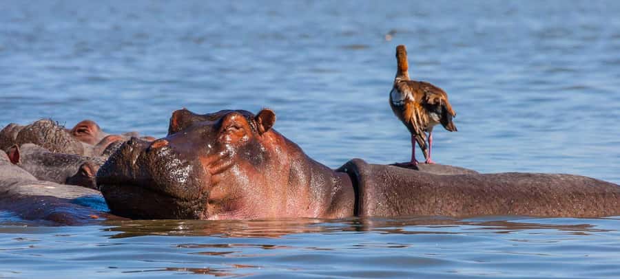 Day Trip: Hell's Gate Bike Ride & Lake Naivasha Boat Ride - Price and logistics, what $34 really buys you