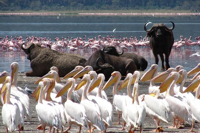Day trip - Lake Nakuru National Park Tour From Nairobi - Hotel Pickup, Small-Group Service, and the Air-Conditioned Ride