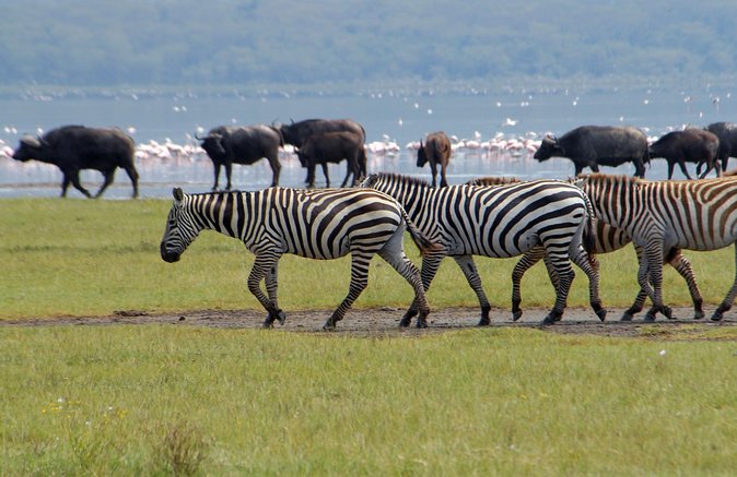 Day trip - Lake Nakuru National Park Tour From Nairobi - How the Game-Viewing Works: Why a Skilled Guide Changes Everything