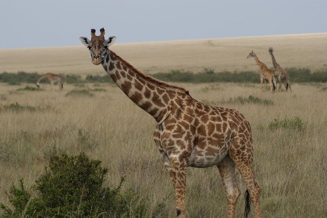 Day trip - Lake Nakuru National Park Tour From Nairobi - What You’ll Do On This Day Trip, Step by Step