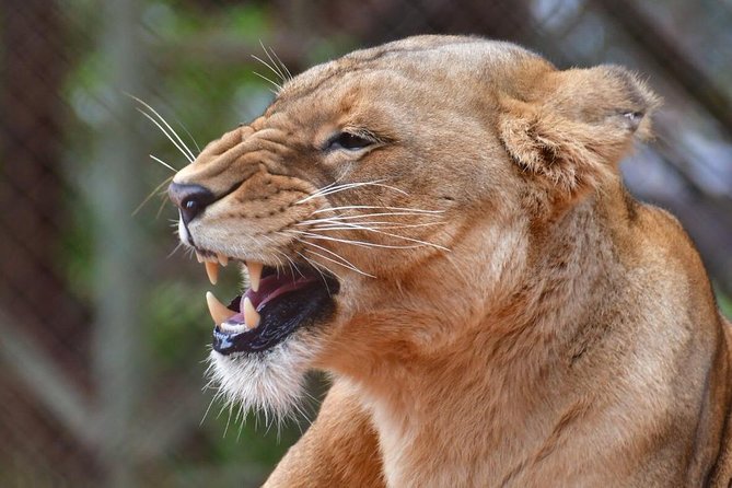 Day trip - Lake Nakuru National Park Tour From Nairobi - Lunch Break Reality: Included Time vs What You Pay For